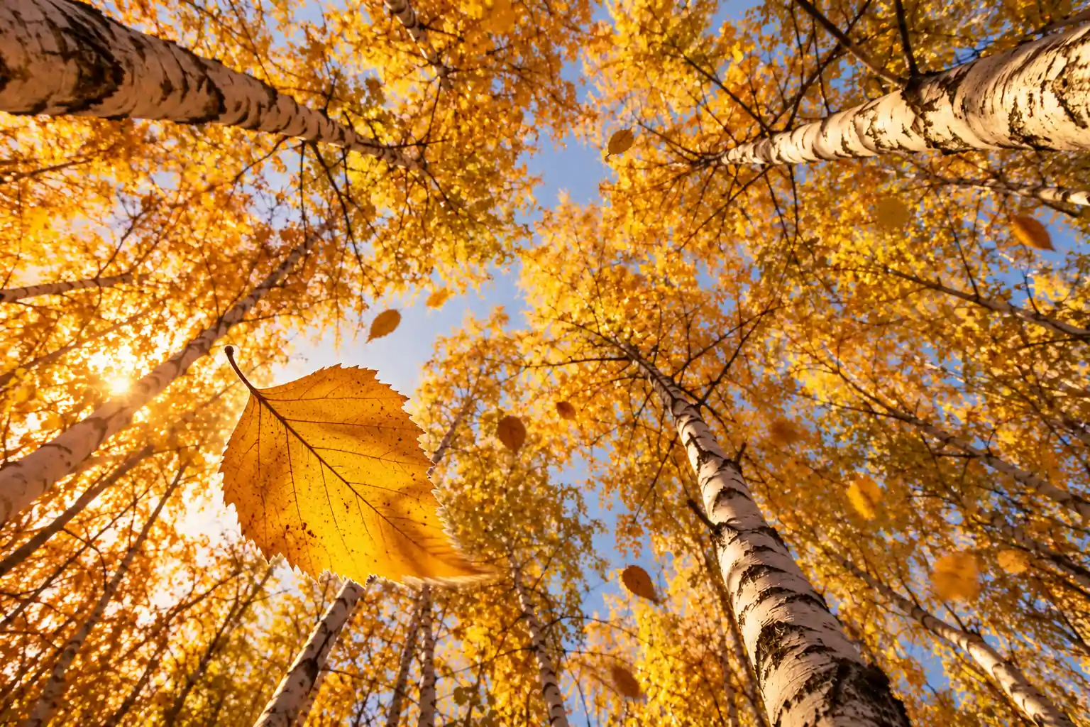 Bosque de abedules dorados en otoño con una hoja cayendo a contraluz, símbolo de que se caigan las hojas y no tu pelo